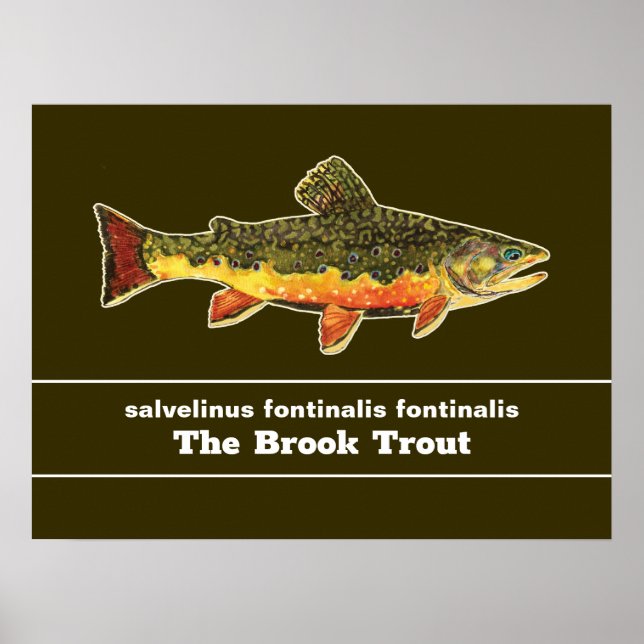 Brook Trout Flygfiske Latin Namn Ichthyology Poster (Framsidan)