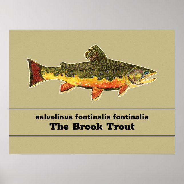Brook Trout Flygfiske Latin Namn Ichthyology Poster (Framsidan)