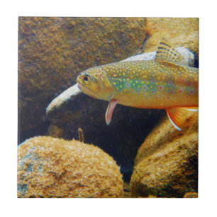 Brook Trout Kakelplatta