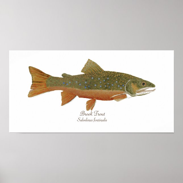 Brook Trout Poster (Framsidan)