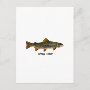 Brook Trout (titled) Vykort