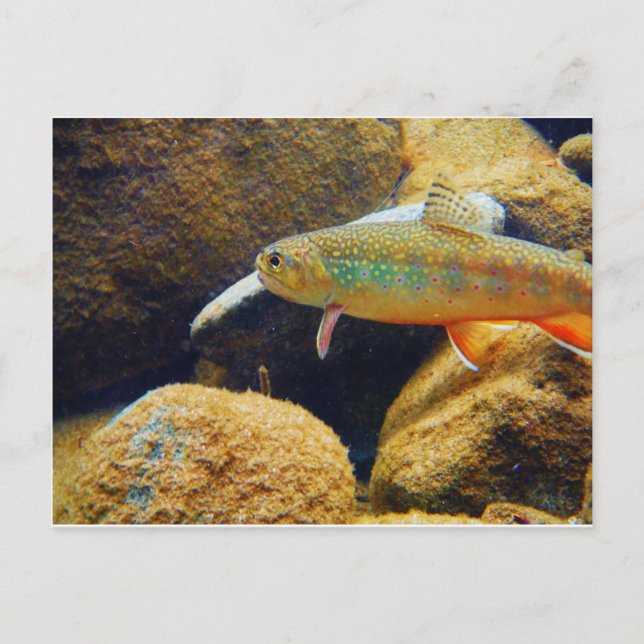 Brook Trout Vykort (Framsida)