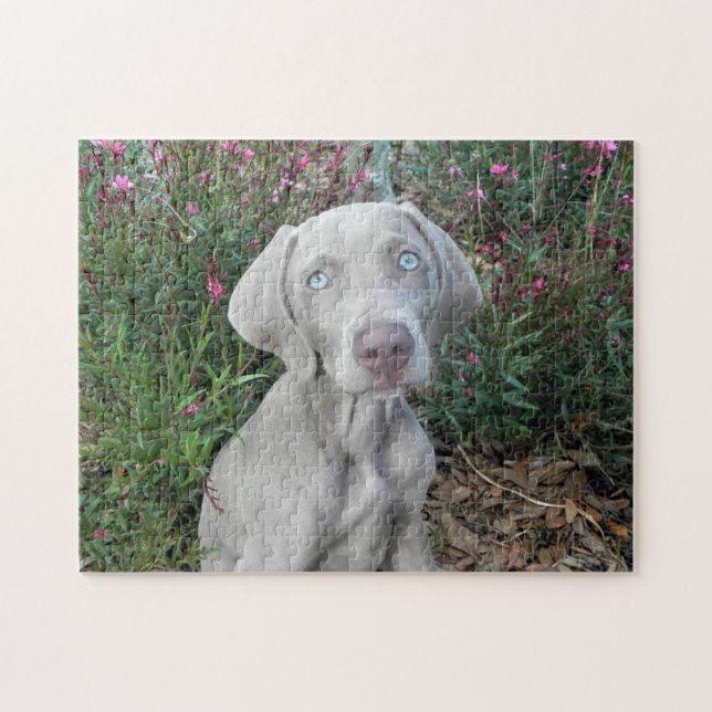 Brooklyns Garden Party-Weimaraner Hund Pussel (Horisontell)
