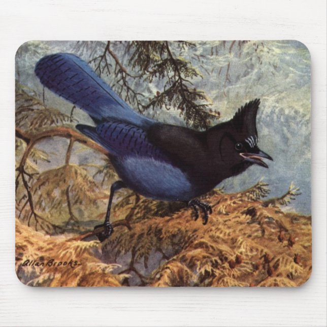 Brooks' Steller's Jay Musmatta (Framsidan)