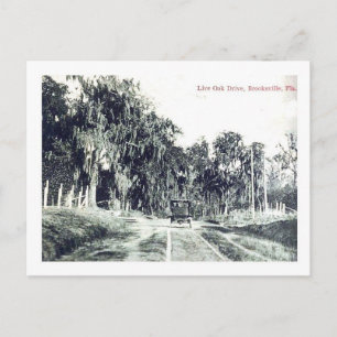 Brooksville Florida, Live Oak Drive, Vintage Postc Vykort