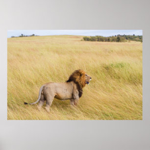 BRÖST LEJON PÅ GRÄS FÄLT UNDER DAGEN POSTER
