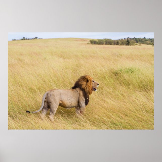 BRÖST LEJON PÅ GRÄS FÄLT UNDER DAGEN POSTER (Framsidan)