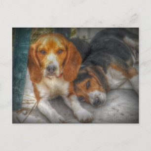 Brother Beagles Vykort