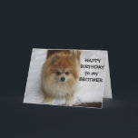 "BROTHER" GRATTIS PÅ FÖDELSEDAGEN SÄGER POMERANIAN KORT<br><div class="desc">SÄG "DIN BROTHER GRATTIS PÅ FÖDELSEDAGEN"... . - Denna POMERANIAN har en sådan roligt i snö och hoppas att mottagaren av detta kort kommer att ha en ROLIGT BIRTHDAY!</div>