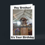 *BROTHER* LLAMA HUMOR PÅ DIN BIRTHDAY KORT<br><div class="desc">TILL MIN BROR SÄGER JAG ATT DET HÄR TALAKET LLAMA = LÅT MIG SÅ ATT VI KAN "CELEBRATE"</div>
