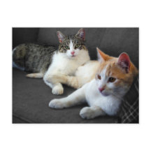 Brother & Sister Kattunge