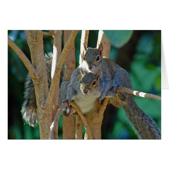 Brotherly Kärlek Card Hälsningskort (Framsidan Horizontal)