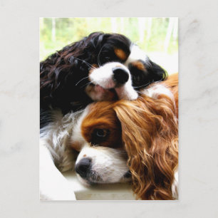 Brothers Cavaliers Vykort