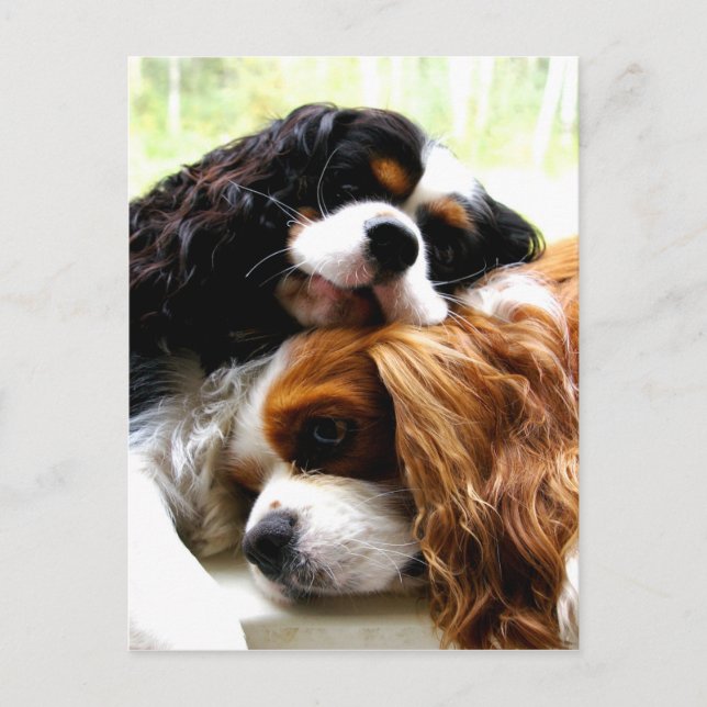 Brothers Cavaliers Vykort (Framsida)