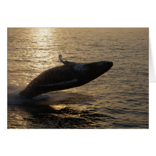 Brott mot Humpback OBS Kort
