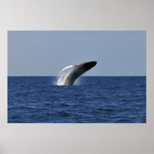 Brott mot Humpback Poster