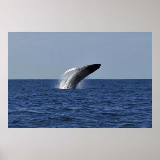 Brott mot Humpback Poster (Framsidan)
