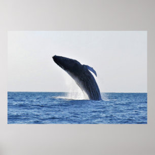 Brott mot Humpback Poster