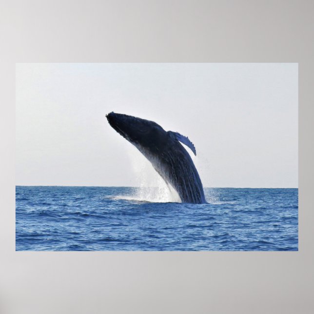 Brott mot Humpback Poster (Framsidan)