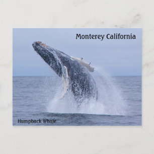 Brott mot Humpback Whale Calf-vykort Vykort