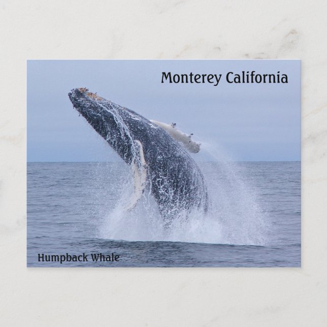 Brott mot Humpback Whale Calf-vykort Vykort (Framsida)