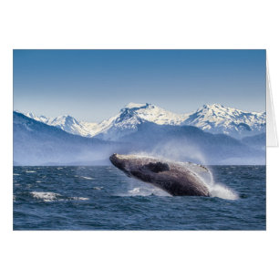 Brott mot Humpback Whale i Alaska Hälsningskort