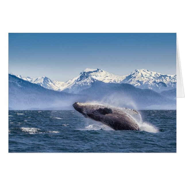 Brott mot Humpback Whale i Alaska Hälsningskort (Framsidan Horizontal)