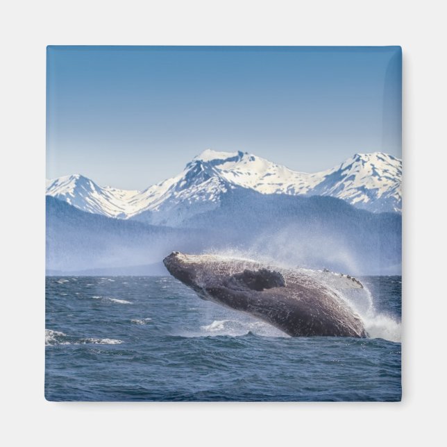 Brott mot Humpback Whale i Alaska Magnet (Framsidan)