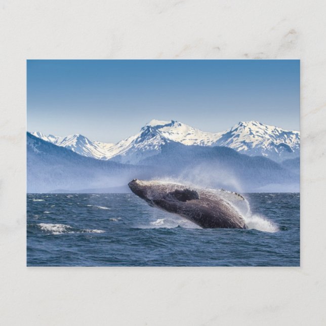 Brott mot Humpback Whale i Alaska Vykort (Framsida)