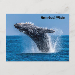 Brott mot Humpback Whale-vykort Vykort