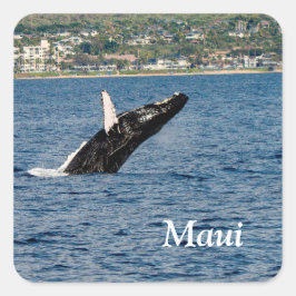 Brott mot Maui-klistermärken vid Humpback valale Fyrkantigt Klistermärke