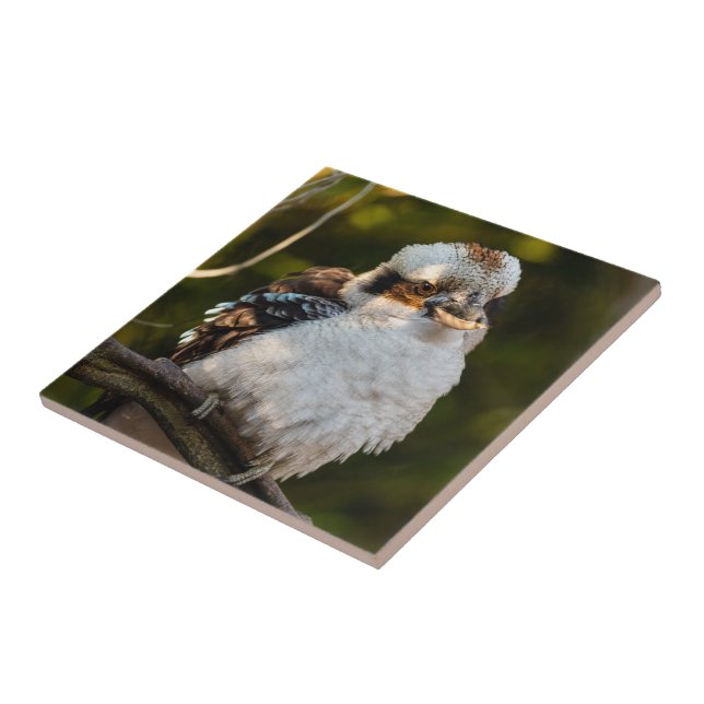 Brött skratt kookaburra kakelplatta (Sidan)