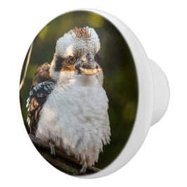 Brött skratt kookaburra knopp
