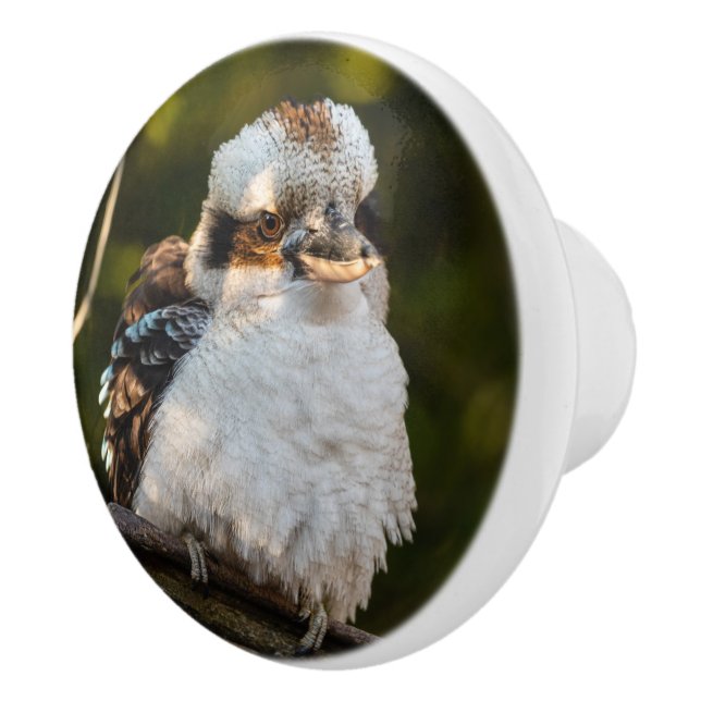Brött skratt kookaburra knopp (Höger)
