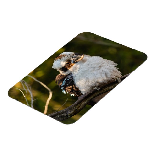 Brött skratt kookaburra magnet (Vänstra Sidan)