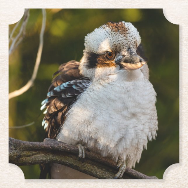 Brött skratt kookaburra underlägg papper (Framsida)
