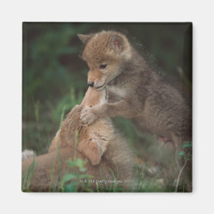 Brottas för prärievargvalpar (canisen Latrans) Magnet