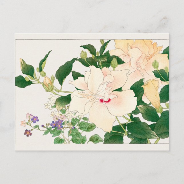 Browallia, Hibiskus av Tanigami Konan Vykort (Framsida)