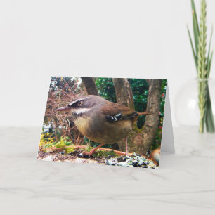 Browed vit skurar gärdsmyg. Australiensisk bird. Kort