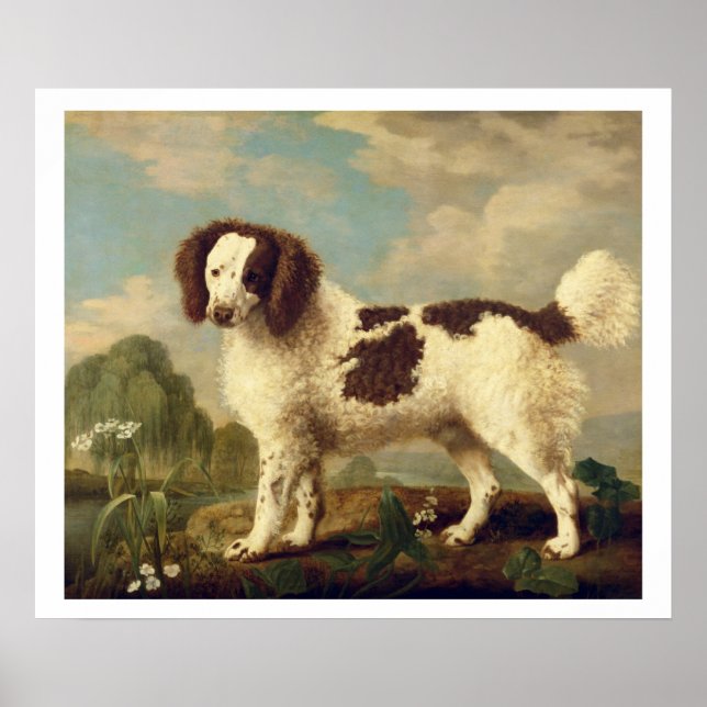 Brown and White Norfolk eller Vatten Spain, 1778 ( Poster (Framsidan)