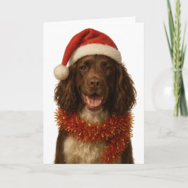 Brown and white Sprocker Spaniel Christmas card Kort
