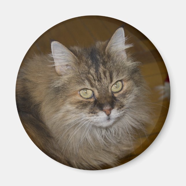 Brown Angora Cat Magnet (Framsidan)