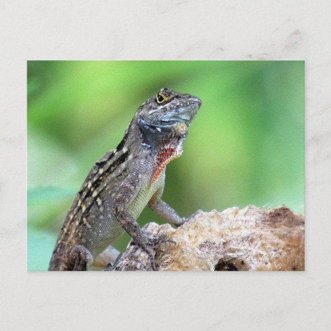 Brown Anole Lizard Postcard Vykort (Framsida)
