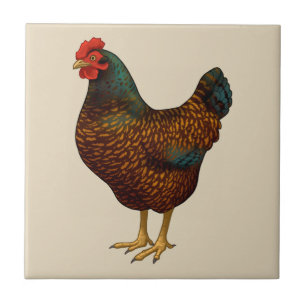 Brown Barnevelder Hen Chicken Kakelplatta