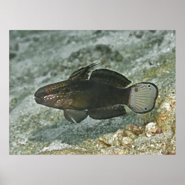 Brown-barred Goby Poster (Framsidan)