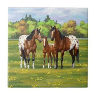 Brown Bay appaloosa-hästar under sommarbetesgång Kakelplatta