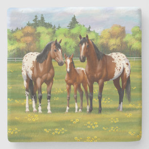 Brown Bay appaloosa-hästar under sommarbetesgång Stenunderlägg