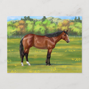 Brown Bay Quarter Horse Vykort