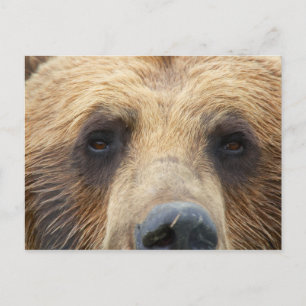Brown Bear Ansikte Vykort