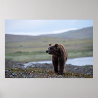 Brown Bear at the Katmai Preserve Poster